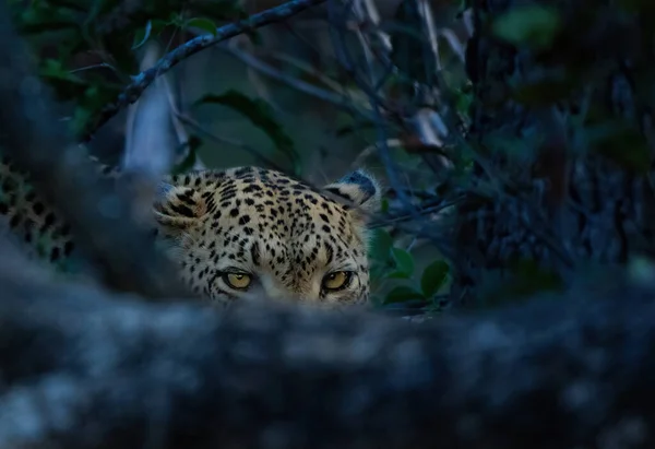 Närbild Leopard Smyga Bakom Träd Vid Skog — Stockfoto