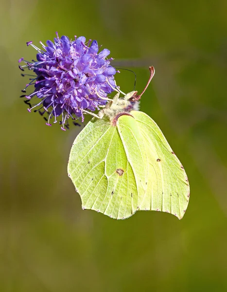 Kelebeğin Yeşil Arka Planda Bir Çiçek Tomurcuğunu Tutarken Yakın Plan — Stok fotoğraf