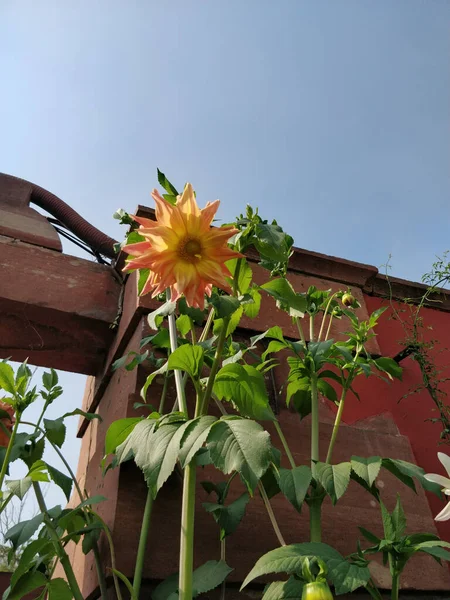 Een Verticaal Shot Van Een Gele Dahlia Een Tuin Onder — Stockfoto