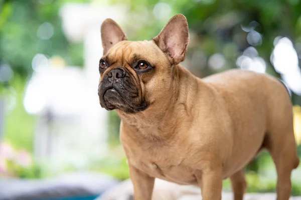 Bedårande Brun Fransk Bulldog Med Sömniga Ögon — Stockfoto