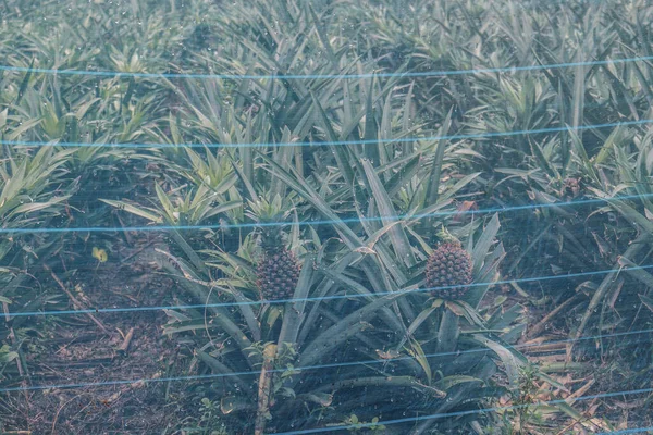 Detailní Záběr Chutné Zdravé Ananas Pro Sklizeň — Stock fotografie