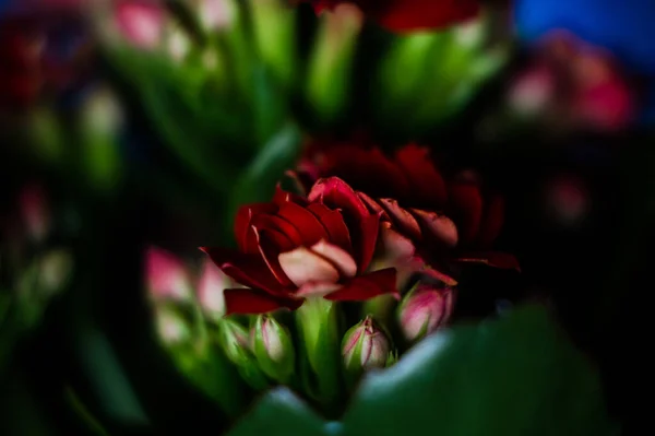 Closeup Shot Bright Red Flowers — Stock Photo, Image