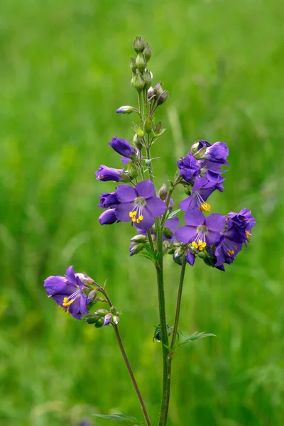 Plan Vertical Fleur Cyanose Fleurs Bleues Sur Fond Vert — Photo