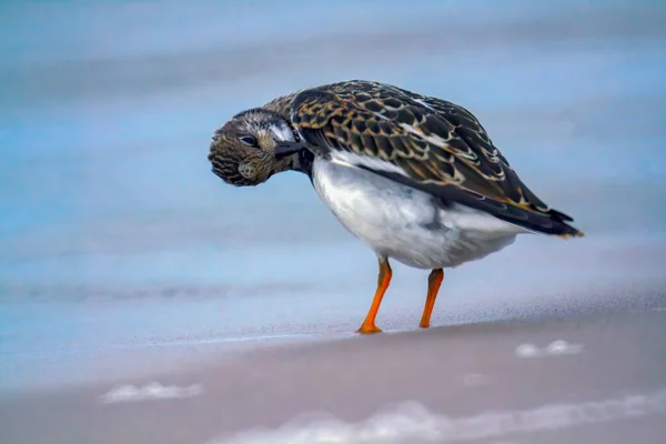 Птах Пісочниця Піщаному Пляжі Запобігає Його Пір Їнню — стокове фото