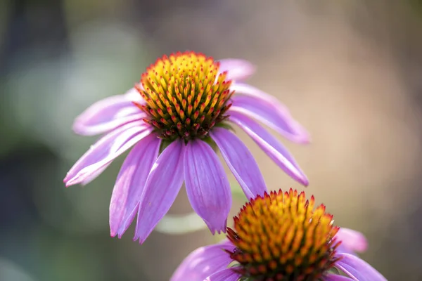 Closeup Shot Purple Coneflowers Blurred Background — Stock Photo, Image