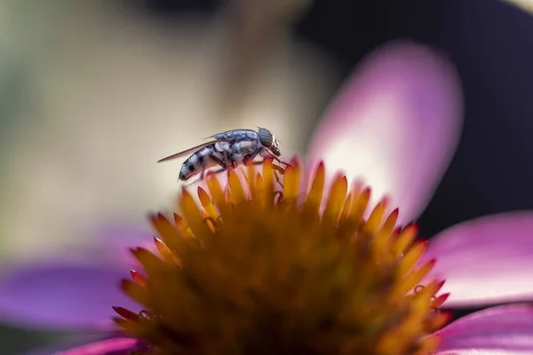 Nahaufnahme Einer Fliege Auf Lila Sonnenhut Vor Verschwommenem Hintergrund — Stockfoto