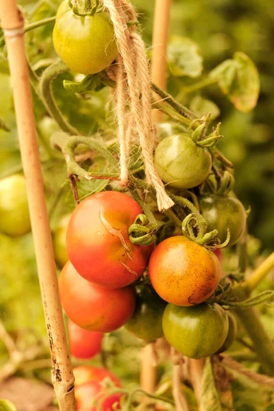 植物に部分的に熟したトマトの閉鎖 — ストック写真