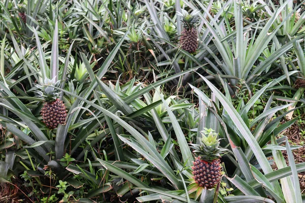 Eine Nahaufnahme Von Schmackhaften Und Gesunden Ananas Für Die Ernte — Stockfoto