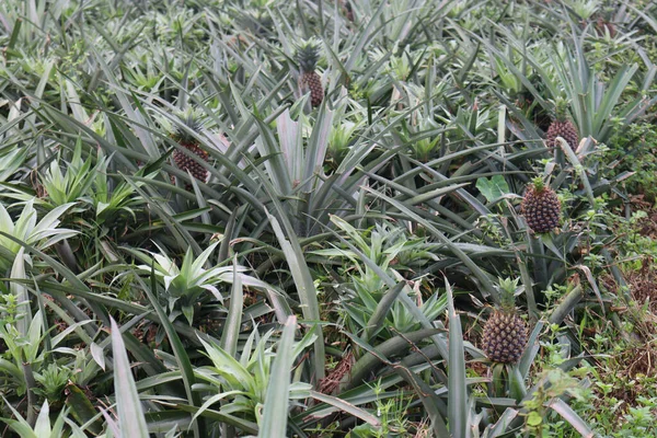 Eine Nahaufnahme Von Schmackhaften Und Gesunden Ananas Für Die Ernte — Stockfoto