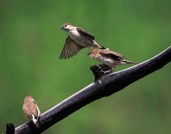 森の木の枝には若いインドのシルバービルの鳥の柔らかい焦点 — ストック写真