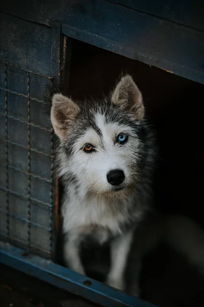 Disparo Vertical Lindo Perro Con Ojos Marrones Azules Mirando Desde — Foto de Stock