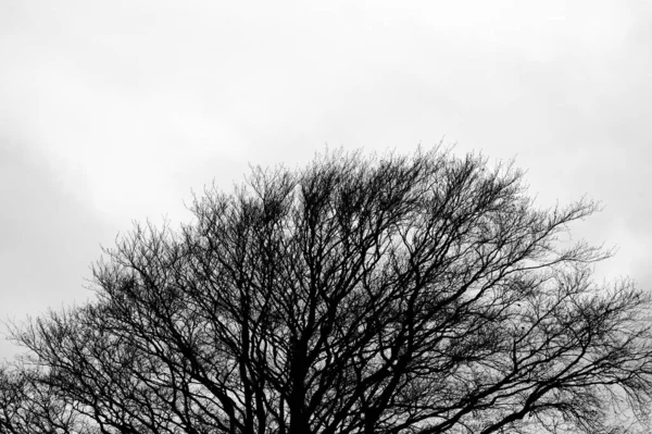 Colpo Scala Grigi Rami Albero Grassetto Autunno — Foto Stock