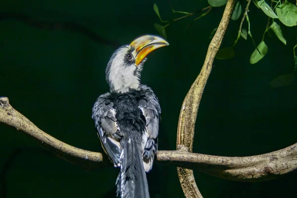 Den Exotiska Toucan Fågeln Sitter Trädgren — Stockfoto