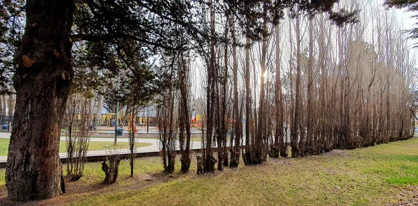 Egy Közeli Felvétel Csupasz Fákról Sorban Egy Parkban Egy Napsütéses — Stock Fotó