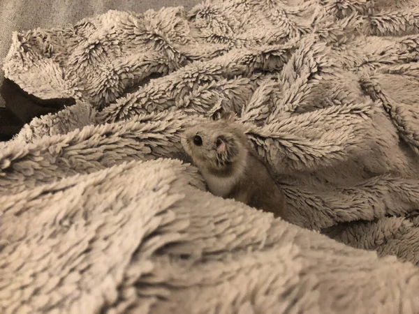 Cute Small Brown Domestic Mouse Wrapped Fluffy Blanket — Stock Photo, Image