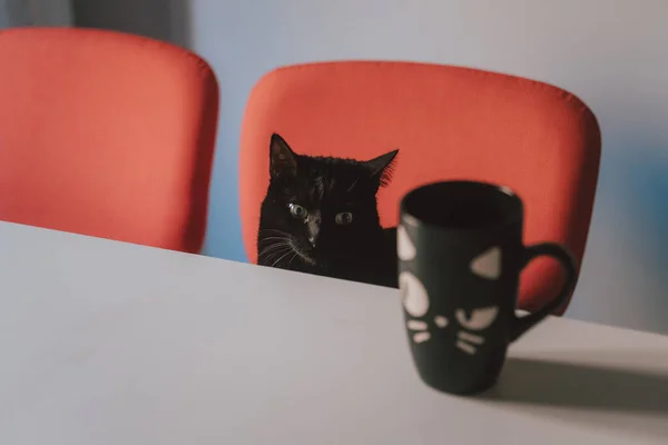 Een Zwarte Mok Met Een Kattenkop Tafel Met Een Zwarte — Stockfoto
