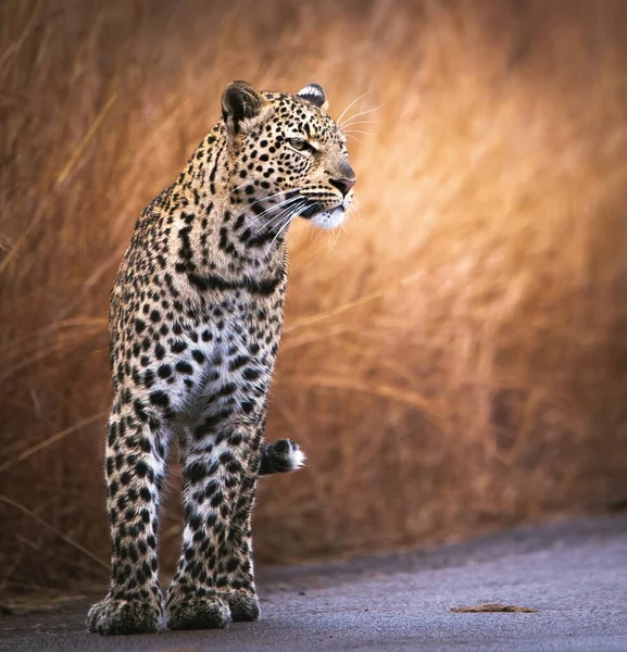 Ein Weicher Fokus Eines Bösartigen Leoparden Auf Einem Braunen Grasland — Stockfoto