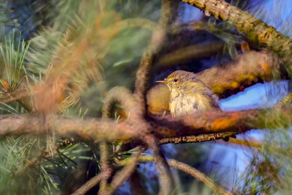 Common Chiffchaff Phylloscopus Collybita Encaramado Una Rama Árbol — Foto de Stock