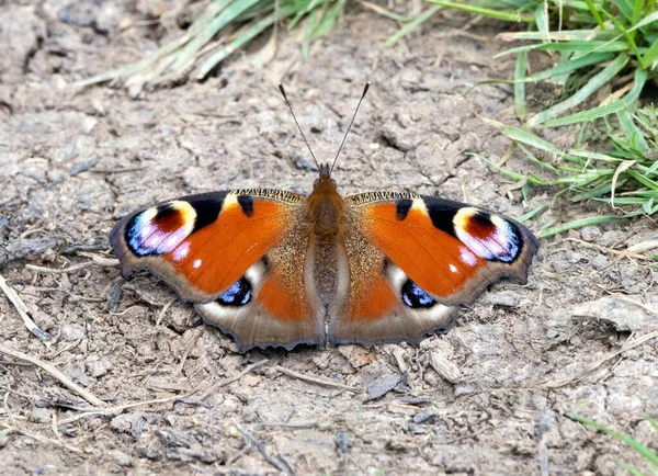 Tiro Close Borboleta Pavão Solo Perto Grama — Fotografia de Stock