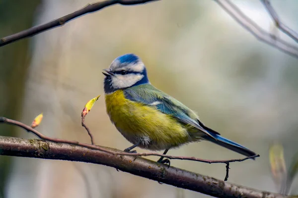 Detailní Záběr Ptáka Kozičky Sedícího Větvi Stromu — Stock fotografie