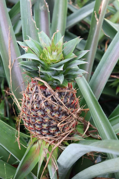 Eine Nahaufnahme Von Schmackhaften Und Gesunden Ananas Für Die Ernte — Stockfoto