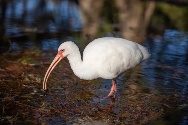 Ibis Blanc Américain Dans Lac — Photo