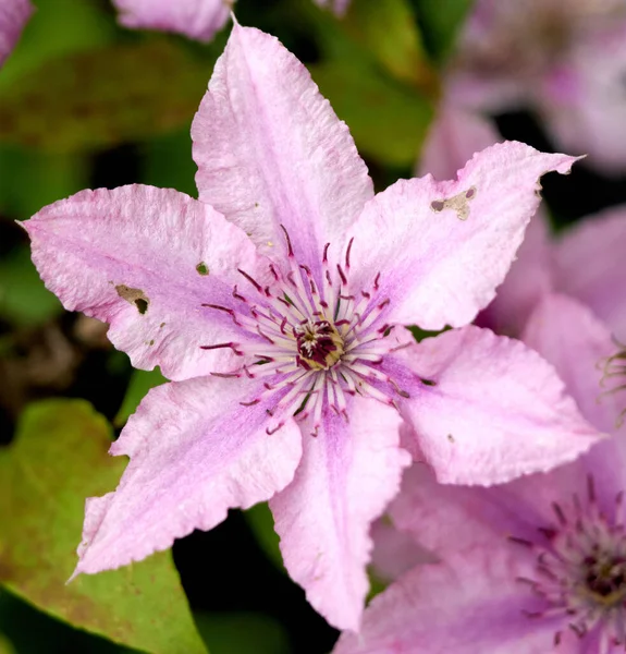 Une Belle Fleur Rose Clematis Hagley Hybrid — Photo