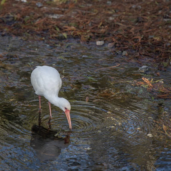 Amerykański Biały Ibis Jeziorze — Zdjęcie stockowe