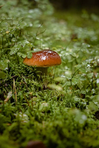 Tiro Close Vertical Cogumelo Chapéu Marrom Viscoso Crescendo Uma Floresta — Fotografia de Stock