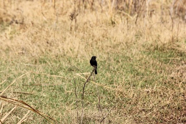 Veduta Uccellino Appollaiato Sul Ramo Della Foresta — Foto Stock
