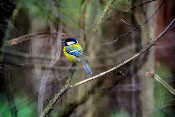 Primo Piano Uccello Topo Appollaiato Ramo Albero — Foto Stock