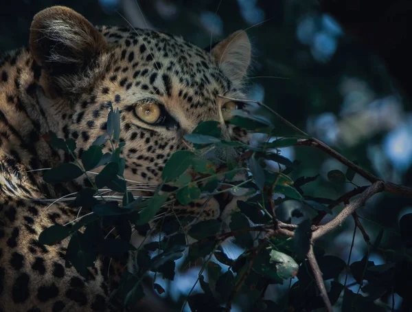 Primer Plano Leopardo Escabulléndose Detrás Los Arbustos Bosque — Foto de Stock