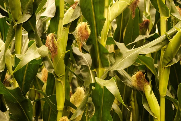 Maissiviljelmien Maatalouspelto — kuvapankkivalokuva