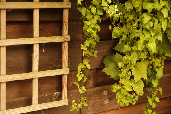 壁に緑の植物が生えている木造の小屋 — ストック写真