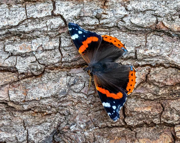 Lovitură Closeup Fluture Diferit Colorate Trunchiul Copacului — Fotografie, imagine de stoc