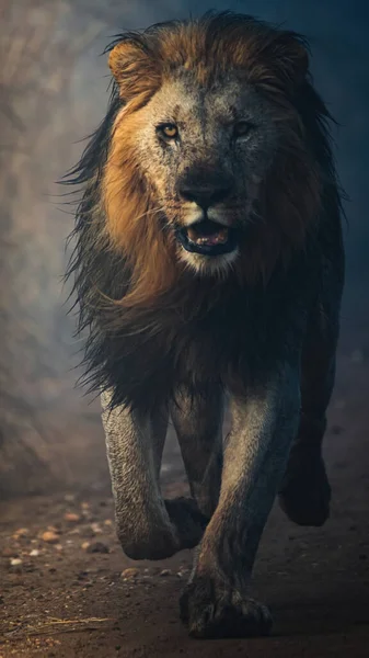 Vertical Shot Fierce Male Lion Running Camera — Stock Photo, Image