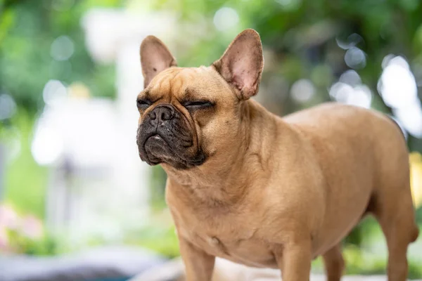 Bedårande Brun Fransk Bulldog Med Sömniga Ögon — Stockfoto