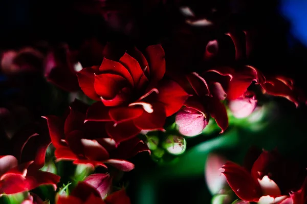 Ένα Κοντινό Πλάνο Έντονα Κόκκινα Λουλούδια — Φωτογραφία Αρχείου