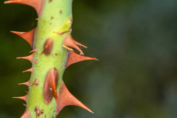 Selective Focus Macro Shot Rose Stem Thorns Spotlight — Stock Photo, Image