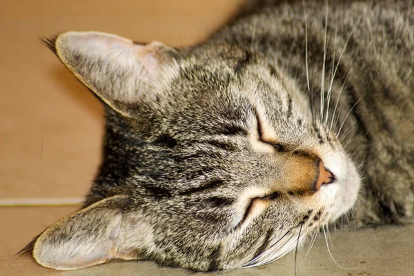 Eine Nahaufnahme Von Katzengesicht Mit Geschlossenen Augen Auf Dem Fliesenboden — Stockfoto