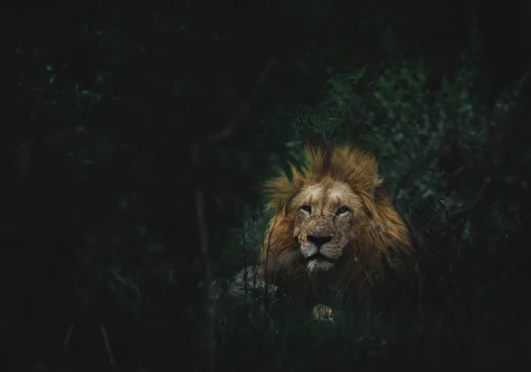 Gros Plan Lion Faufilant Derrière Hautes Herbes Dans Une Forêt — Photo