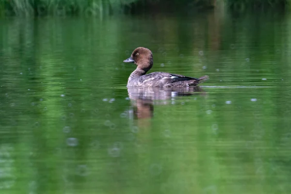 Canard Tête Dure Australien Aythya Australis Flottant Sur Étang — Photo