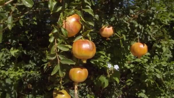 把苹果关在花园里的树上 — 图库视频影像