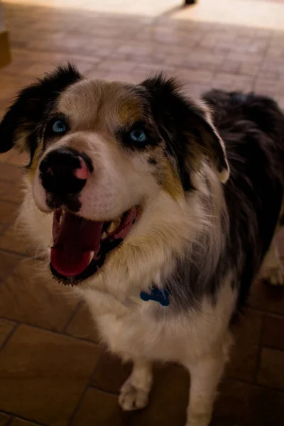 Eine Nahaufnahme Des Gesichts Eines Australian Shepherd Hundes Der Auf — Stockfoto