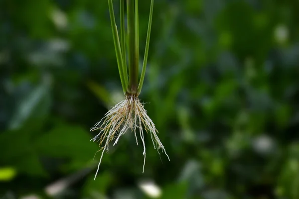 Closeup Shot Fibrous Root System Rice Plant — Stock Photo, Image