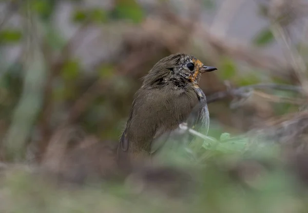 Primer Plano Pájaro Petirrojo Suelo Bosque — Foto de Stock