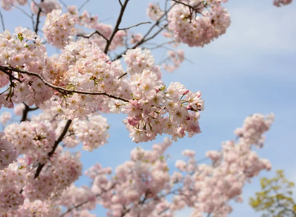 Gros Plan Fleurs Sakura Pendant Journée — Photo