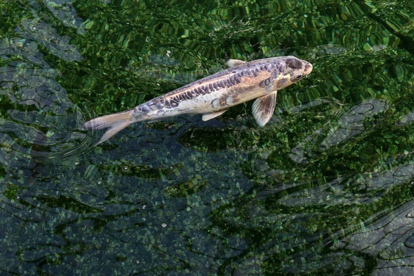 Beau Poisson Nageant Dans Étang — Photo