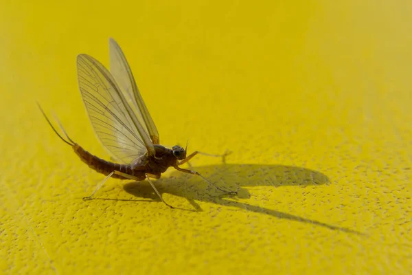 Makro Einer Eintagsfliege Auf Gelber Oberfläche — Stockfoto