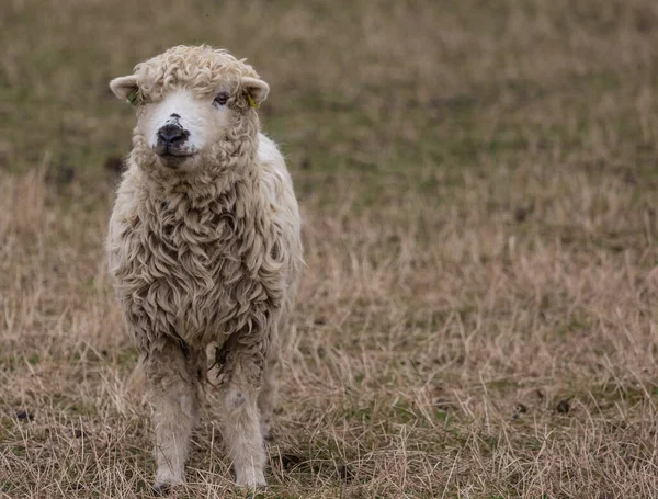 Een Schattig Schaap Een Droog Veld — Stockfoto